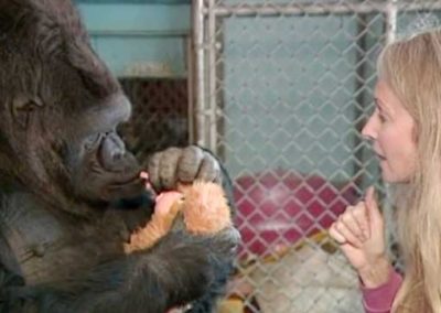 Gorilla Foundation Crowdfunding Video