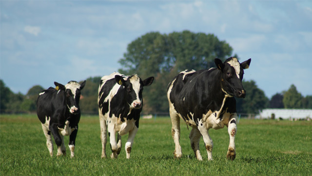 The Climate Secrets of Cows