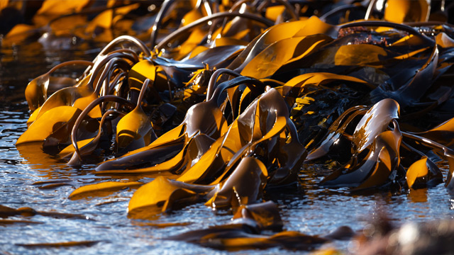 The Superpowers of Seaweed