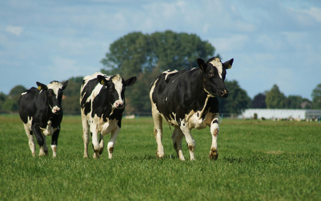 The Climate Secrets of Cows