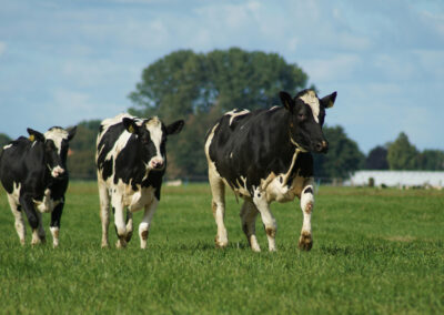 The Climate Secrets of Cows