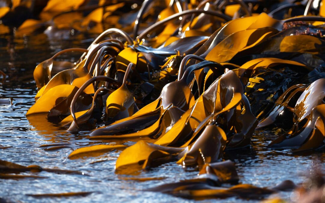 The Superpowers of Seaweed