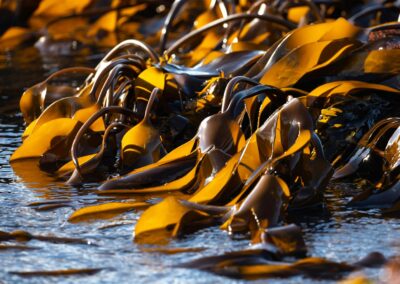 The Superpowers of Seaweed